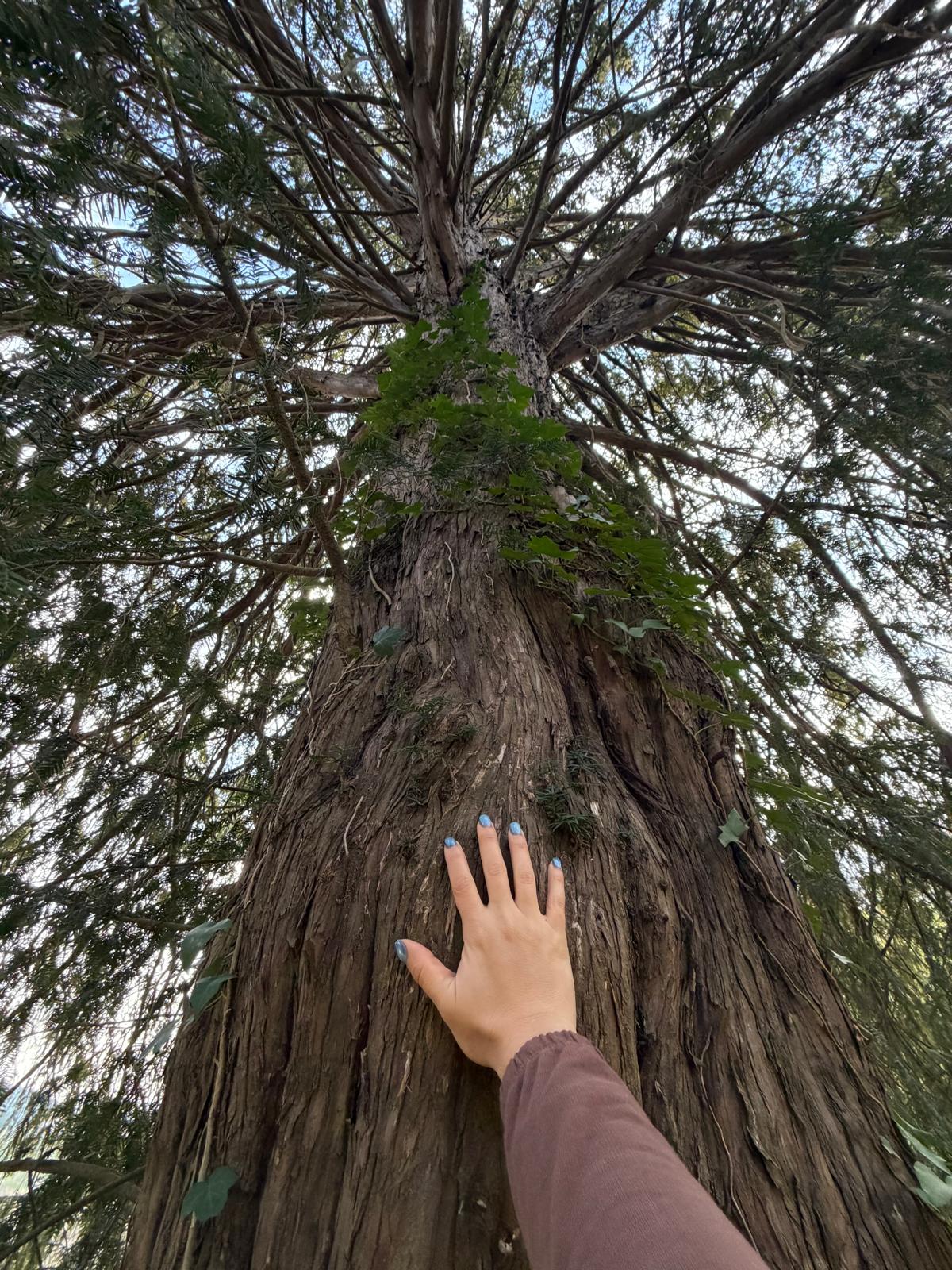 Mano tocando el tronco de un árbol, mirada hacia la copa
